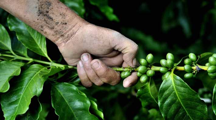 El objetivo del proyecto es que en tres años estén recogiendo la primera cosecha de café.