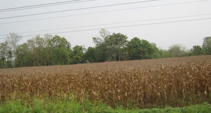 Cultivos de maíz en medio sinú. Foto/Archivo.