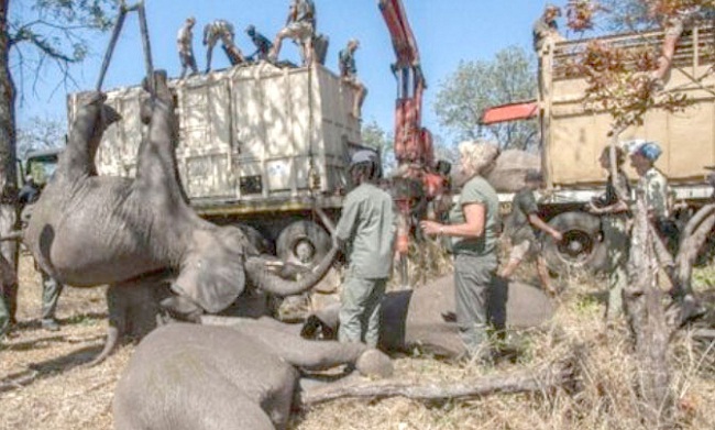 Cada año se cazan de forma ilegal 40 mil elefantes para explotar el marfil de sus colmillos.