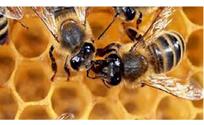 La Agencia Nacional de Licencias Ambientales, Anla, decidió restringir el uso de pesticidas en el país en aras de proteger la existencia de las abejas.