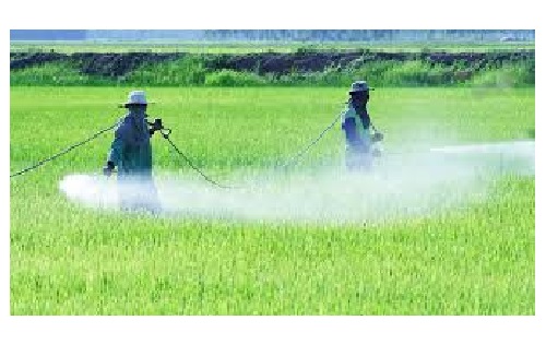 La medida inplica el uso de insecticidas, como el thiacloprid.
