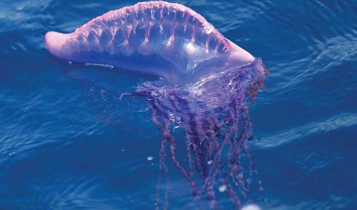 Se recomendó a la ciudadanía para que en caso de detectar una de estas medusas "no las manipulen”, y avisen a las autoridades ambientales