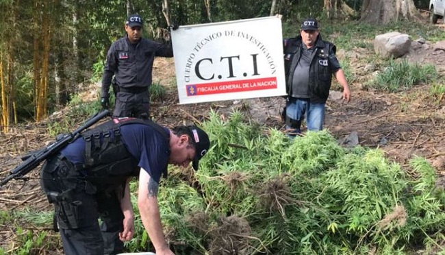 Plantaciones de marihuana radicadas a manos por tres unidades que participaron en el operativo.
