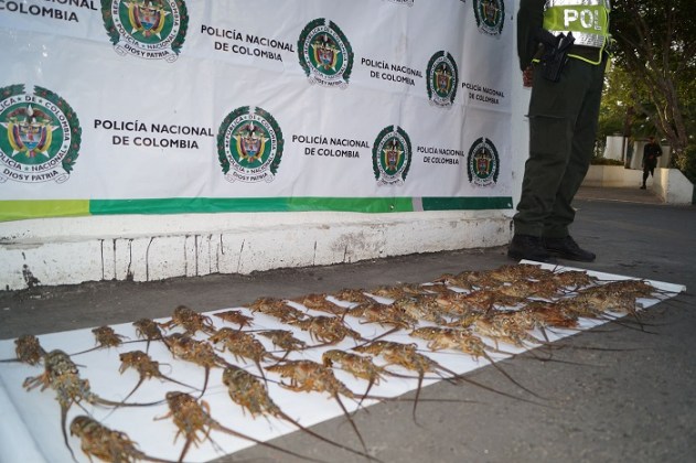 La pesca indiscriminada a especies pequeñas está prohibida. Estas langostas están avaluado en la suma de dos millones de pesos.