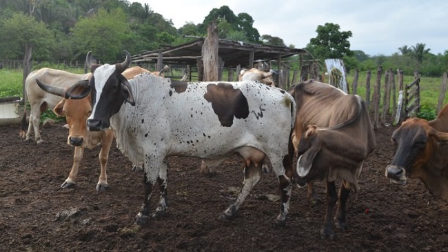 En la finca Las Delicias hurtaron y sacrificaron dos toros de raza.