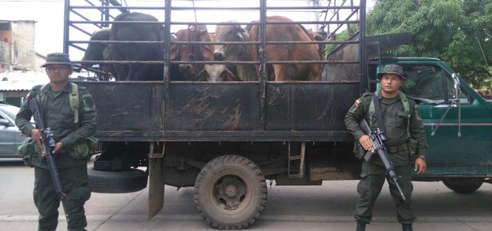 Incautación de seis semovientes que eran transportados en un vehículo tipo camión sin portar la guía de movilización.