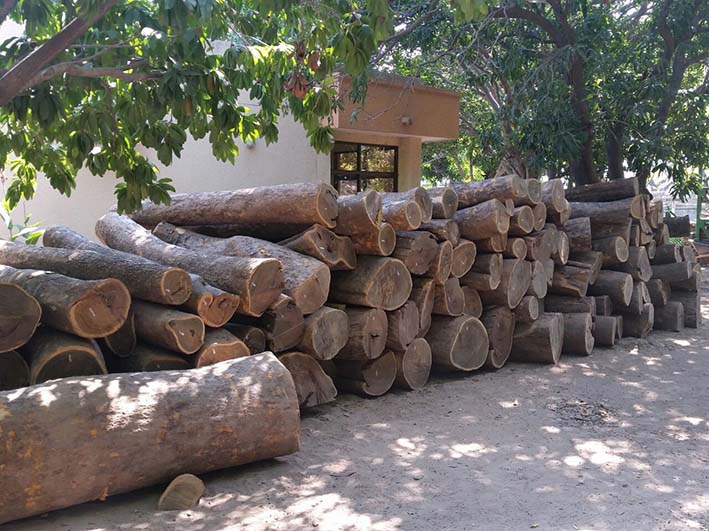 160 troncos de guayacán fueron decomisados y puestos a disposición de Corpoguajira.LA GUAJIRA IMPRIMIR/ENVIAR   IMPRIMIR   CORREO ELECTRÓNICO TAMAÑO LETRA  MEDIUM 0