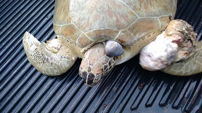 La tortuga tiene fibropapilomatosis, siendo el tercero de lo que va del año en La Guajira.