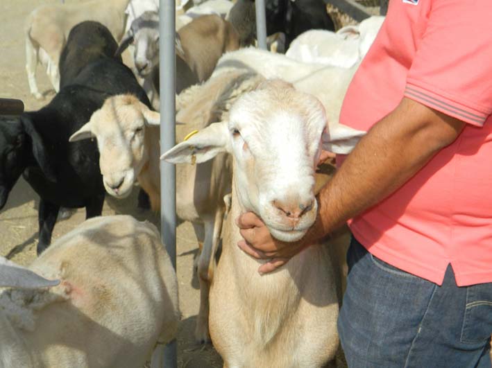 2.500 entre ovinos y caprinos fueron atendidos por el ICA en La Guajira.