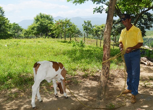 Mario Pérez Quintero, un hombre enamorado del campo y de los animales, en ellos el vacuno.