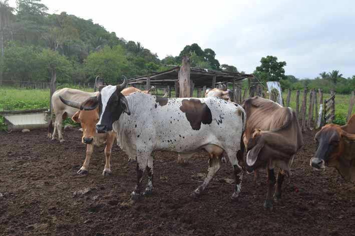 El robo de ganado es el más común en el departamento de La Guajira.