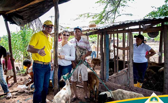 Habitantes de la comunidad de Los Zanjones en el municipio de Villanueva, recibieron los ovinos en el proyecto piloto que tiene la administración municipal.