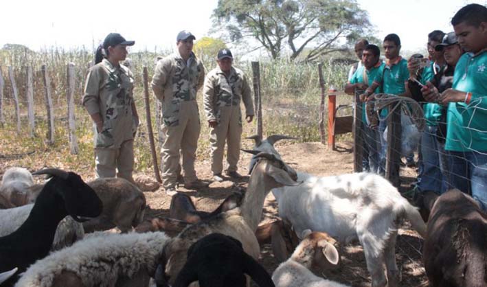 Los programas de formación como técnico con mayor oferta para esta convocatoria en el departamento son: producción de ovinos y caprinos.