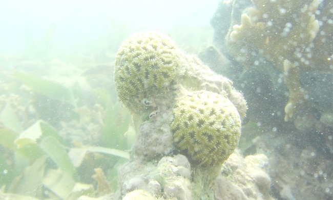Los corales son animales marinos invertebrados que se encuentran al fondo del mar.