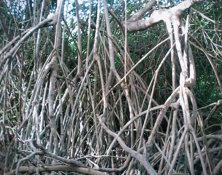 Estos son los mangles de Riohacha que están en peligro.