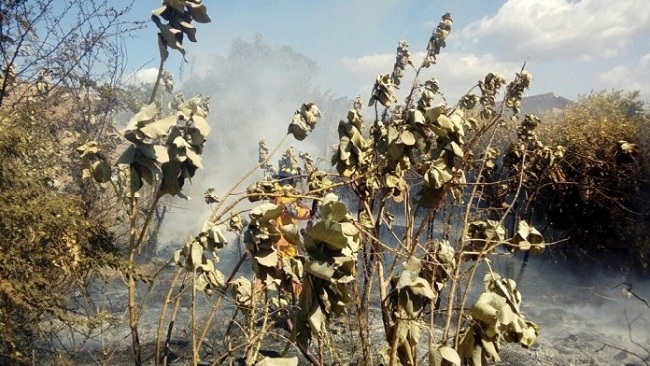 Las llamas siguen devorando las hectáreas de tierra en área rural en comprensión de Fonseca. Foto de archivo.