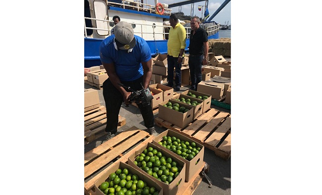 Aspecto de los frutos del campo que los guajiros cosecharon y que fueron exportados a la isla de Curazao.