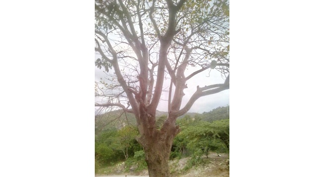 En la comunidad de La Sierrita quien tumbar un árbol denominado Peonia y los pobladores no quieren, piden apoyo de Corpoguajira.