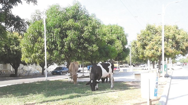 Pese a que existe el Coso municipal, en San Juan del Cesar,  'las vacas' tampoco tiene quien las gobierne.