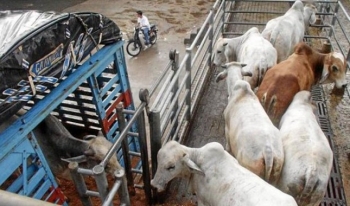 Para La Guajira, especialmente, una vez se soliciten las Guías Sanitarias de Movilización Interna de Animales, GSMI, se realizará el procedimiento de control de embarque y de visita al predio Para La Guajira, especialmente, una vez se soliciten las Guías Sanitarias de Movilización Interna de Animales, GSMI, se realizará el procedimiento de control de embarque y de visita al predio