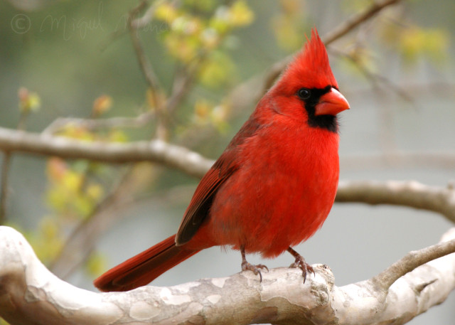 El Cardenal Guajiro, ave emblemática del departamento de La Guajira.