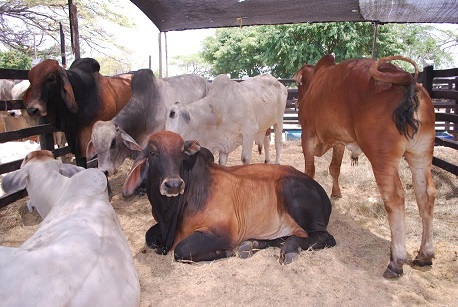 En La Guajira, hay poca tierra apta para ganado.