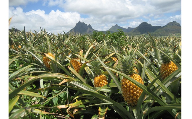 La producción de piña creció un 17 % al pasar de 898.000 toneladas en 2017 a 1.051.000 toneladas en 2018.