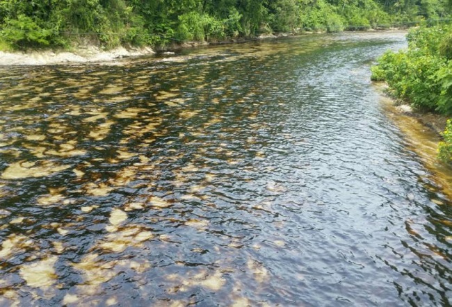 Contaminación ambiental tras atentado al oleoducto Caño Limón Coveñas.