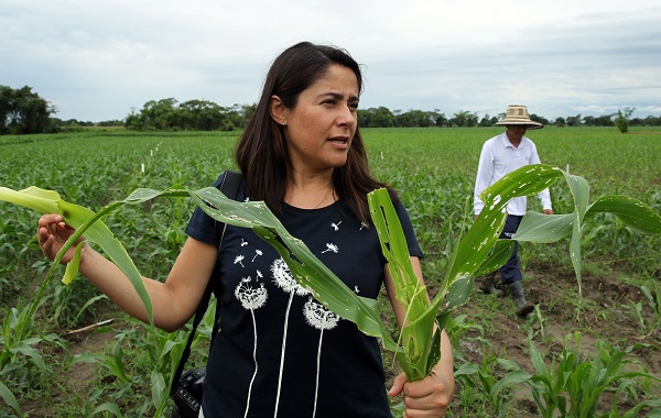 Agricultores y científicos colombianos manifestaron su rechazo a un proyecto de acto legislativo con el que se busca prohibir los cultivos transgénicos en el país.