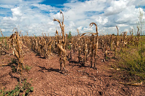 Este día resalta la importancia de mantener la salud del suelo para asegurar la sostenibilidad ambiental y la seguridad alimentaria mundial.