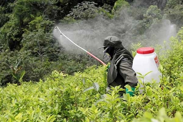 Fotografía de archivo de un miembro de la Policía de Colombia mientras fumiga un cultivo de coca. EFE/ Carlos Ortega