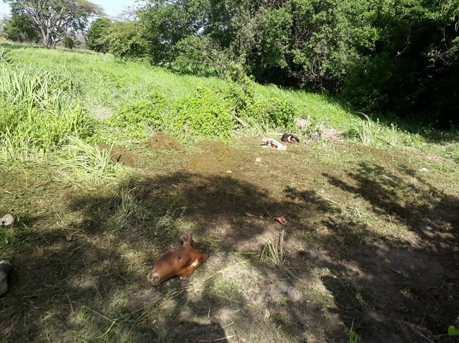 En este caso, una de las reses hurtadas fue sacrificada en inmediaciones de una finca aledaña.