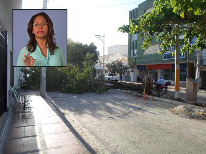 La fuerte brisa tumbó un árbol que afectó las redes de alumbrado público y varias acometidas de energía en inmuebles ubicados en la calle 7 con carrera 10 de Riohacha. La fuerte brisa tumbó un árbol que afectó las redes de alumbrado público y varias acometidas de energía en inmuebles ubicados en la calle 7 con carrera 10 de Riohacha.