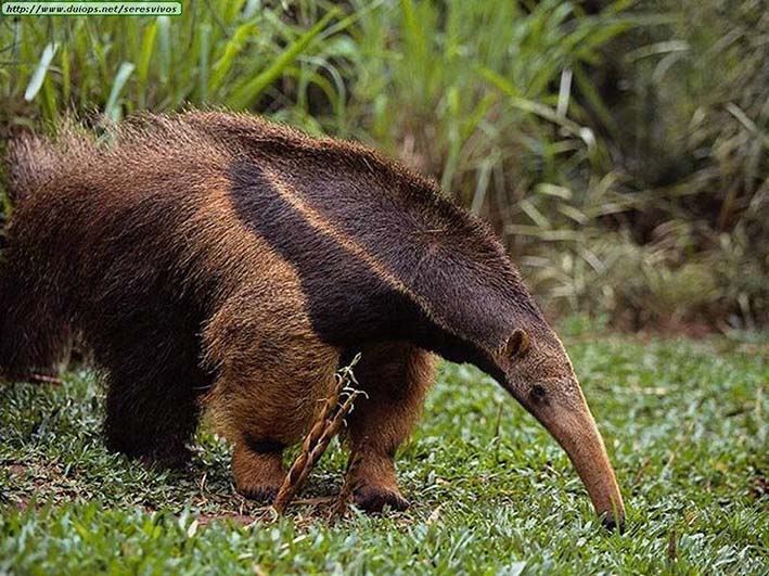 Hasta un oso hormiguero decomisado, regresaron en la actividad. Hasta un oso hormiguero decomisado, regresaron en la actividad.