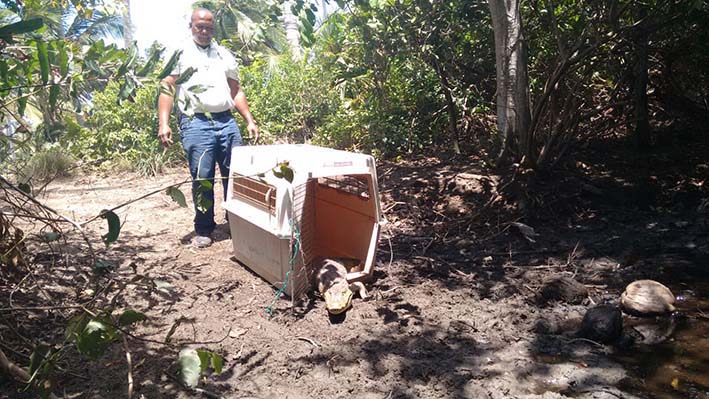 En total fueron 59 canarios, 2 babillas, 2 mapaches y un oso hormiguero, fueron entregados en su hábitat. En total fueron 59 canarios, 2 babillas, 2 mapaches y un oso hormiguero, fueron entregados en su hábitat.