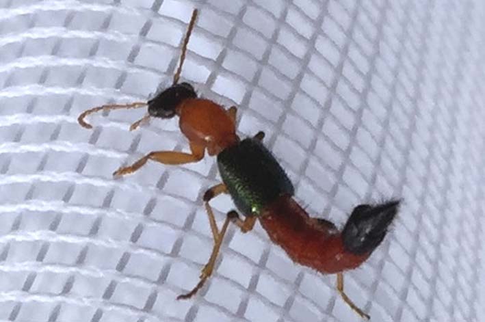 El insecto Paederus Irritans, conocido como hormiga brasileña.