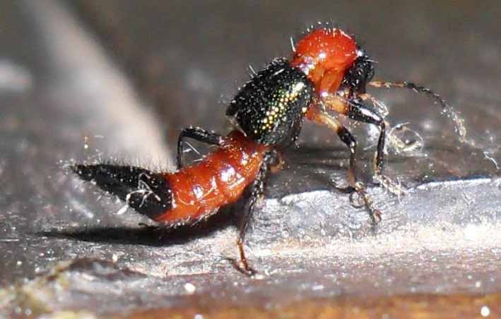 Este es el insecto paederus, que está causando estragos en el sur de La Guajira.
