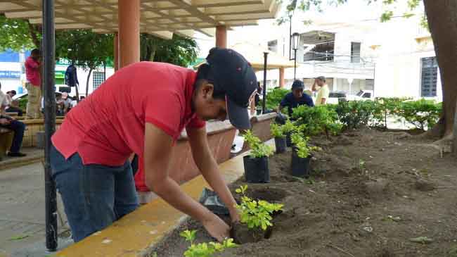 Sembrando matas de flores en las zonas verdes de la plaza Padilla.
