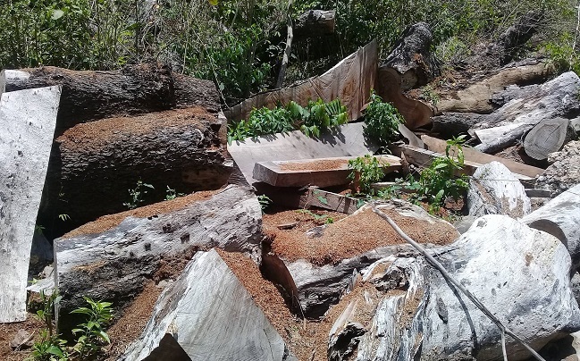 Arboricidio en los Montes de Oca, pulmón de agua y oxigeno, para los municipios de Albania y Maicao.