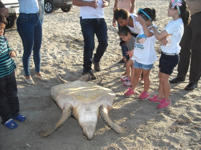 Aspecto de la liberación de la tortuga Säwäiru en la playa de Riohacha. 