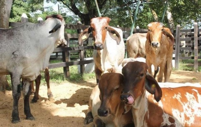 Es de recordar que los primeros focos de esta enfermedad fueron detectados en los departamentos de Boyacá y Cesar, 
