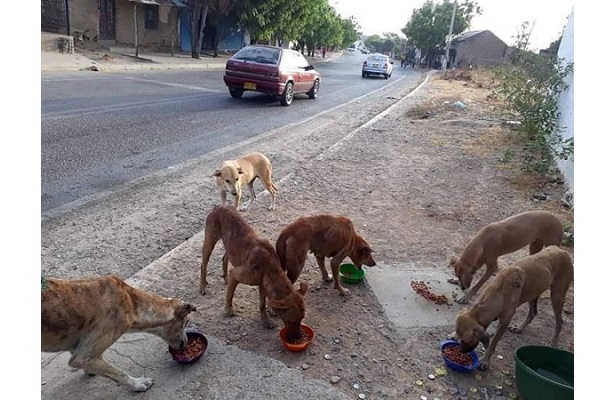 Los 21 animales sin vida fueron encontrados entre el 26 y 27 de julio.