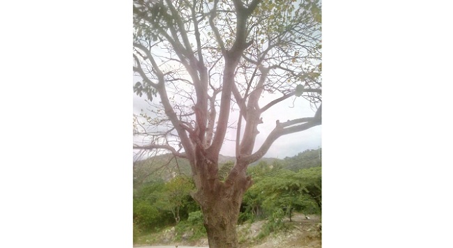 En la comunidad de La Sierrita quien tumbar un árbol denominado Peonia y los pobladores no quieren, piden apoyo de Corpoguajira. En la comunidad de La Sierrita quien tumbar un árbol denominado Peonia y los pobladores no quieren, piden apoyo de Corpoguajira.