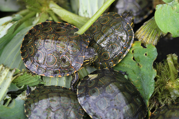 Algunas de las tortugas liberadas