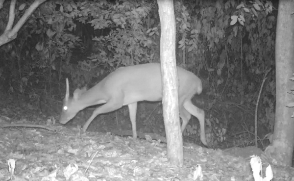 Más de cuatrocientas imágenes de venados, se han registrado en el nuevo cauce del arroyo Bruno, en los últimos cuatro años, siendo el venado cauquero la especie de mamíferos que han sido identificadas en dicho cauce.