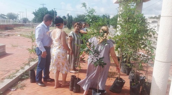 Una multiplicidad de árboles está entregando la administración municipal de Barrancas a la población para que los siembren bien sea en la puerta de la casa o en el patio.