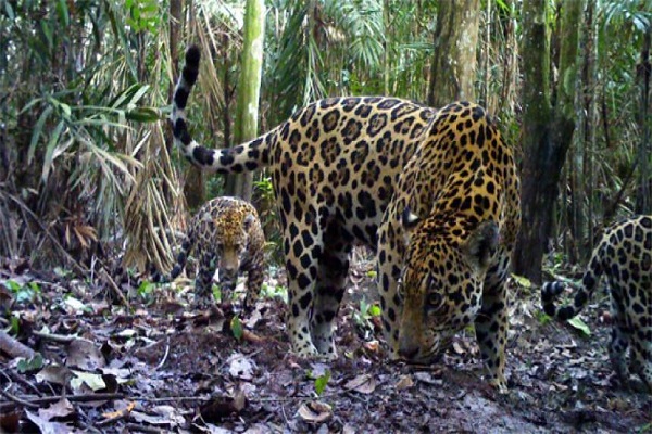 Los felinos están regresando a estas tierras que no están siendo frecuentadas por el hombre.