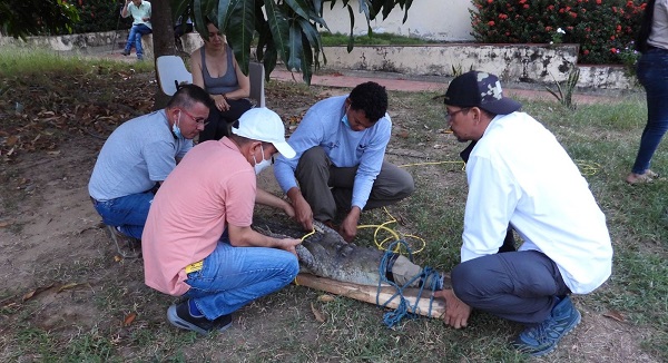 Las labores se desarrollan en humedales asociados a los municipios de Dibulla, Riohacha y Uribia, proyecto con el que también se podrá conocer la ubicación, actividad, desplazamiento y hábitat de dicha especie amenazada.