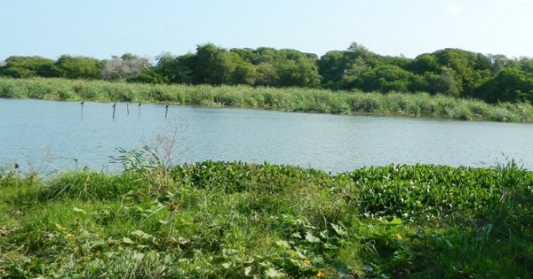 La Laguna Salada es uno de los humedales más grande que tiene el departamento de La Guajira, pero que poco a poco se ha ido extinguiendo por la mano depredadora del ser humano.