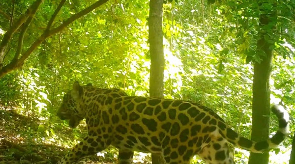 El jaguar, es uno de los cinco felinos que existen en Colombia y que se encuentra en el terreno de propiedad de Cerrejón en La Guajira
